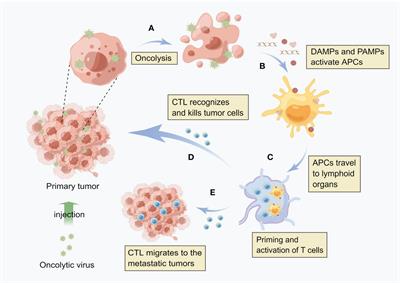 Recent advances in oncolytic virus therapy for hepatocellular carcinoma